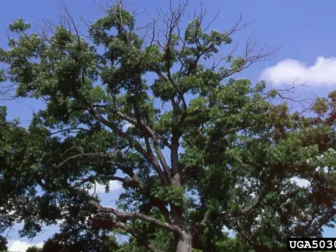 Фитофтороз дуба