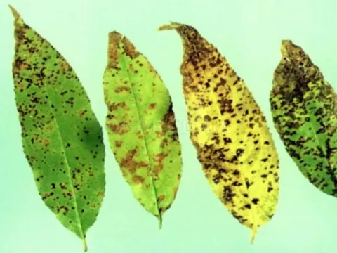 Cherry Leaf Spot