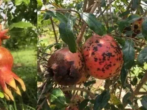 Церкоспороз граната