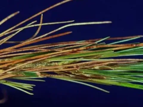 Canavirgella