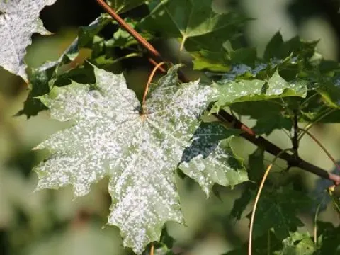 Maple powdery mildew