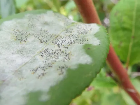 Blueberry powdery mildew