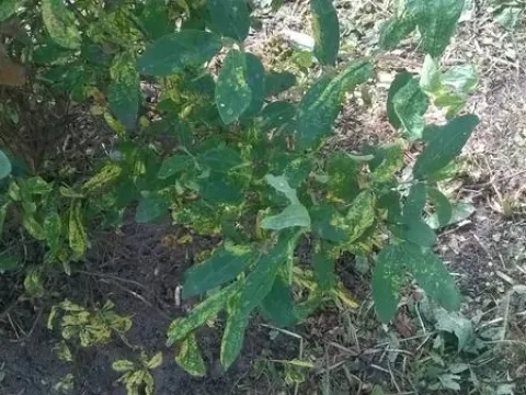 Arabis mosaic virus