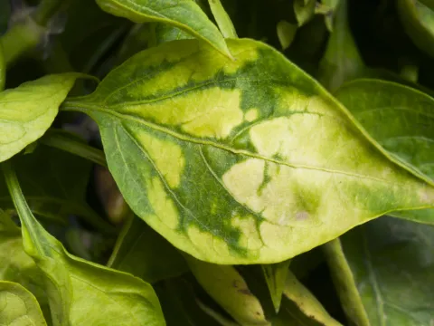 Alfalfa mosaic virus