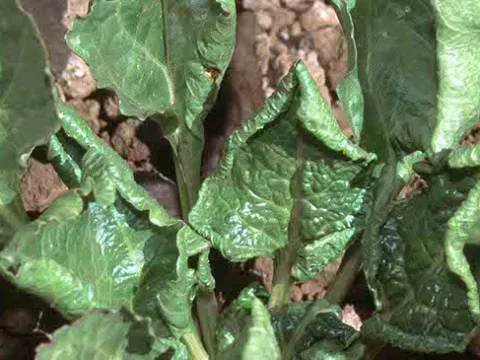 Beet curly top
