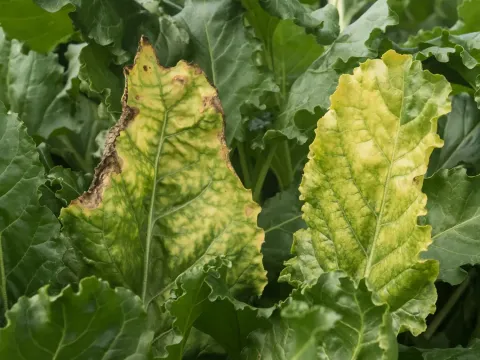 Beet yellows