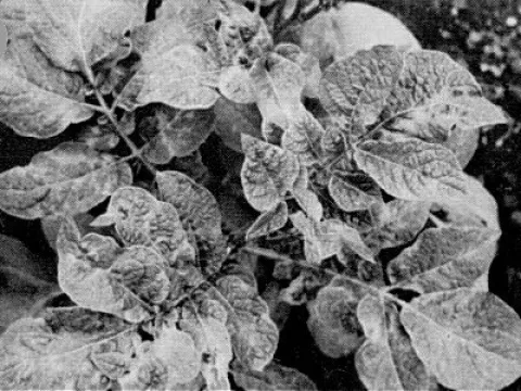 Andean potato mottle comovirus