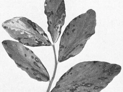 Vicia pomovirus