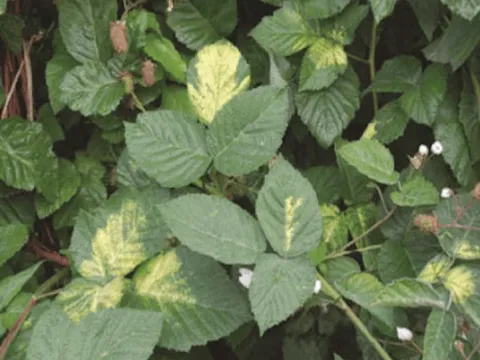 Blackberry mosaic virus