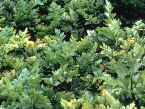 Celery yellow