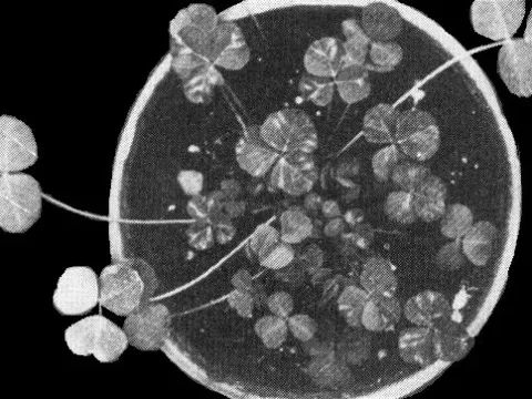 Clover yellow mosaic virus