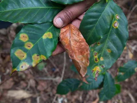 Coffee ringspot virus