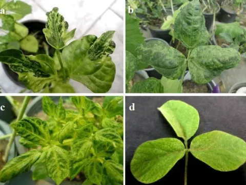 Cowpea mosaic