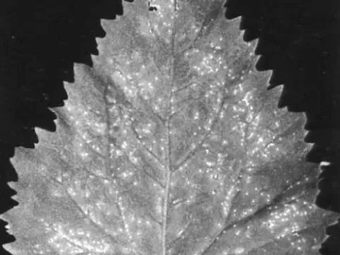 Carnation ringspot