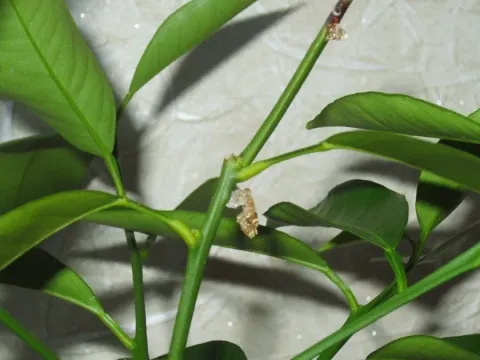 Citrus gummosis