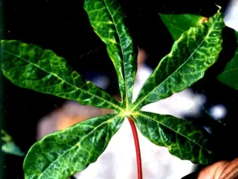 Sweet potato mosaic virus
