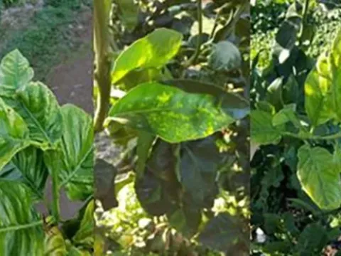 Citrus ophiovirus