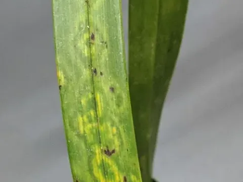 Cymbidium mosaic virus