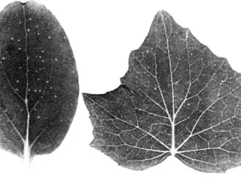 Daphne virus