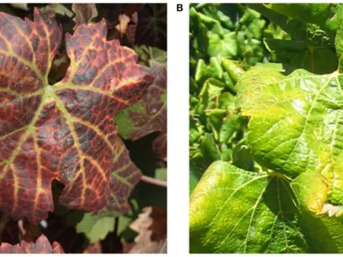 Grapevine fleck virus