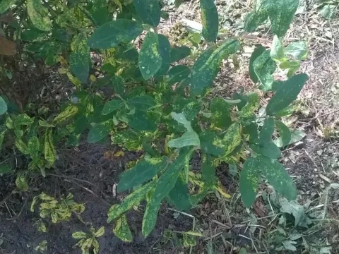 Honeysuckle latent virus