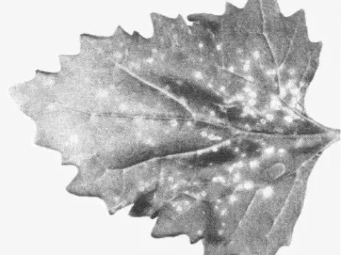 Australian Nepovirus