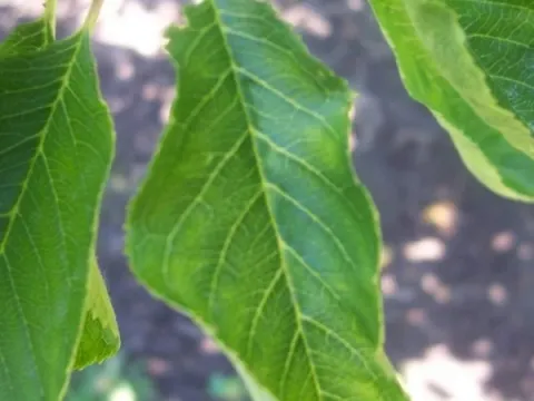 Carrot ring spot virus