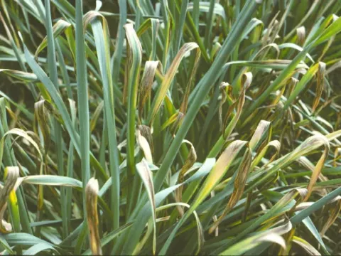 Narcissus leaf scorch