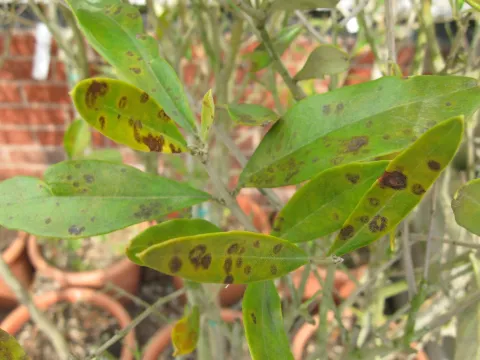 Olive spot virus