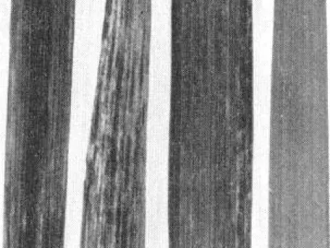 Oat mosaic