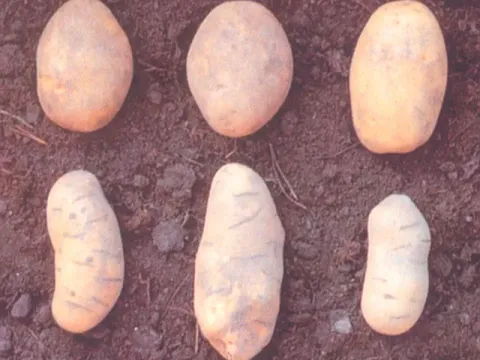 Potato tuber deformation