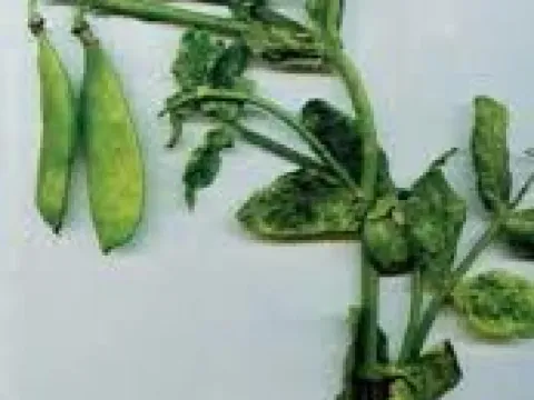 Pea mosaic virus