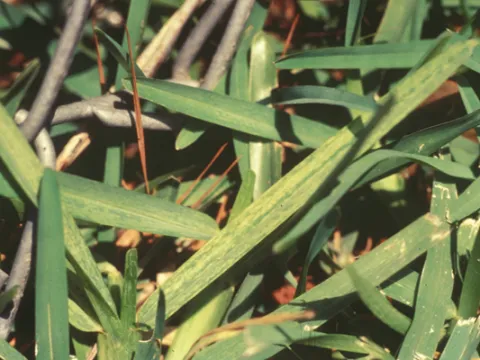Millet mosaic virus