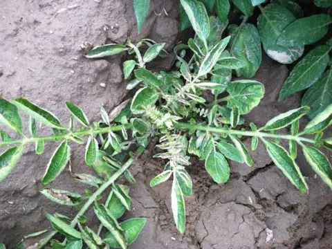Potato stolbur