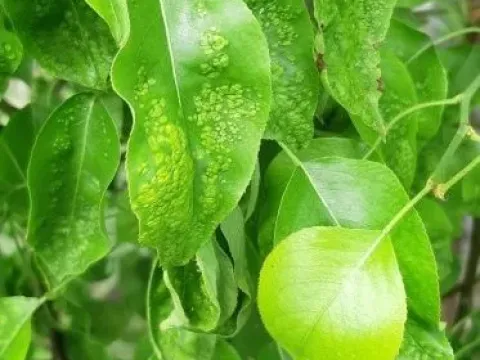 Грушевий галовий кліщ