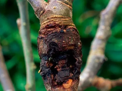 Pear bark necrosis