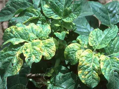 Potato yellowing alfamovirus