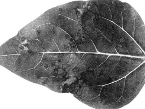Sweetclover necrotic mosaic virus