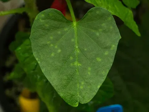 Sweet potato feathery mottle virus