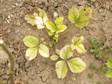 Strawberry ilarvirus