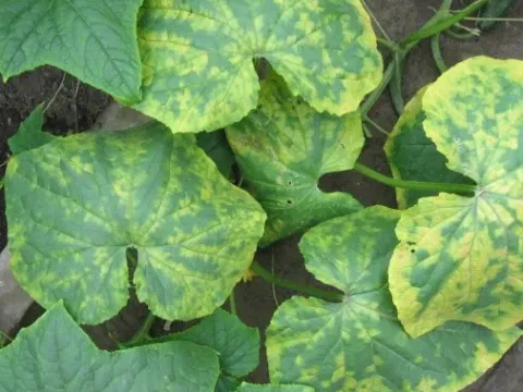 Cucumber mosaic