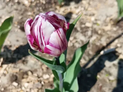 Tulip breaking virus (Potexvirus type)