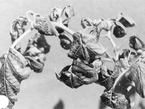 Tobacco streak virus (Mastrevirus tabaci)