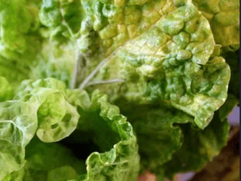 Turnip mosaic virus