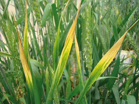 Chinese wheat mosaic virus