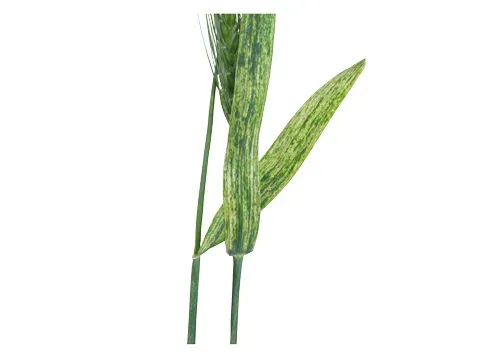 Wheat streak mosaic