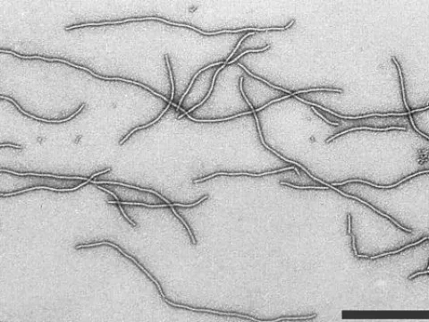 Wineberry latent virus