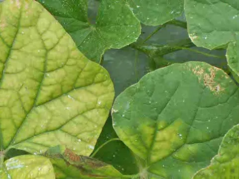 Кринивирус тыквенных