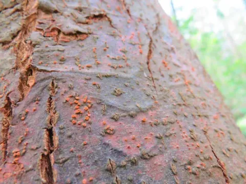 Chestnut melanconiosis