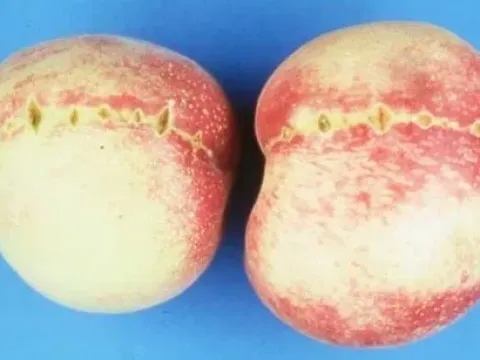 Pelamoviroid
